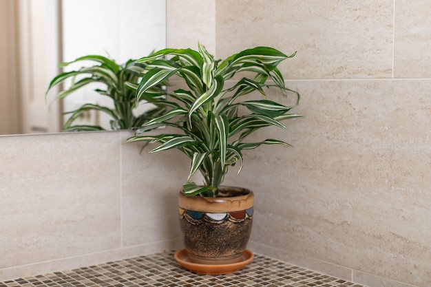 Premium Photo Houseplant Dracaena On The Counter In The Bathroom A Mirror Reflection Is In View Home Decor Concept Horizontal Image