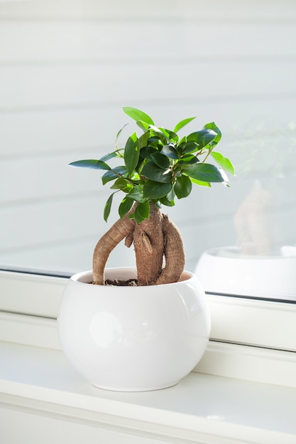 白い植木鉢の観葉植物フィカスマイクロカルパジンセン プレミアム写真