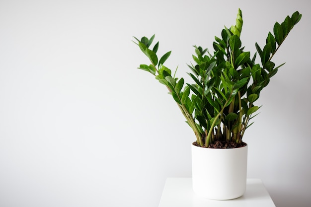 Premium Photo | Houseplant in pot over white wall background with copy ...