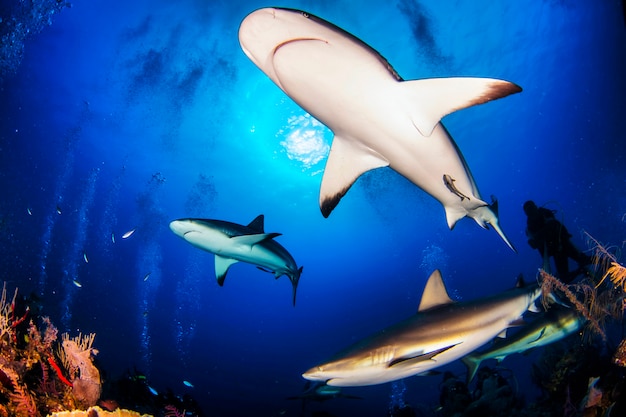 Premium Photo Huge White Sharks In Blue Ocean Swims Under Water Sharks In Wild Marine Life Underwater In Blue Ocean Observation Of Animal World Scuba Diving Adventure In Caribbean Coast Of