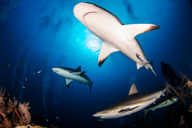 青い海で巨大な白いサメが水中を泳ぐ プレミアム写真