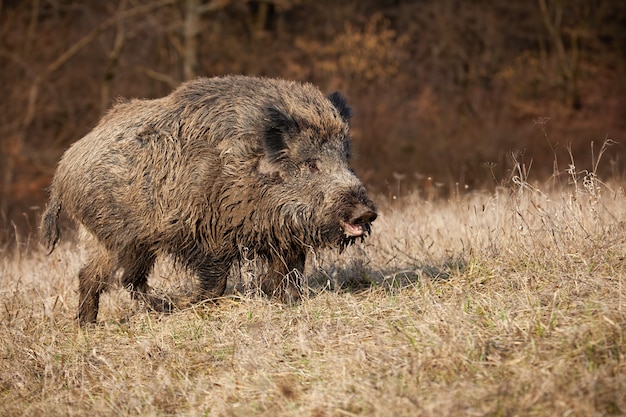 Premium Photo Huge Wild Boar With Open Mouth On A Meadow With Dry Grass