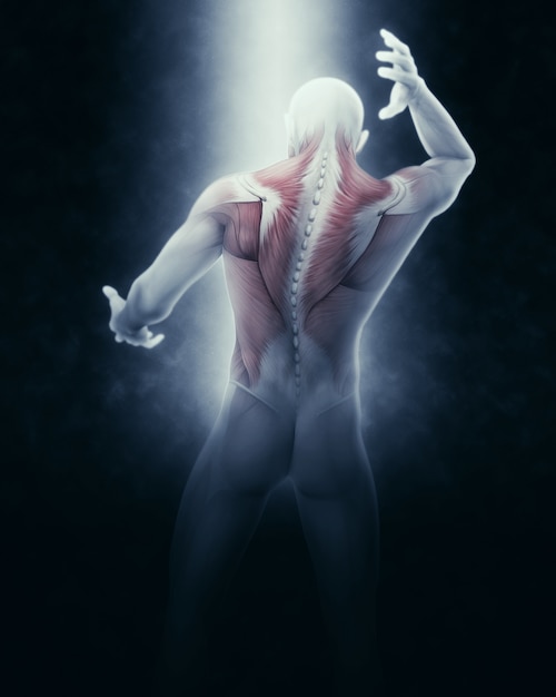 背中や首に部分的な筋肉のマップと男性の医療図形のレンダリング3d 無料の写真