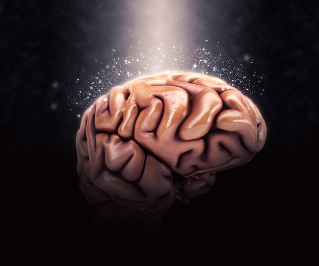 人間の脳科学のアイコンイラスト 無料の写真