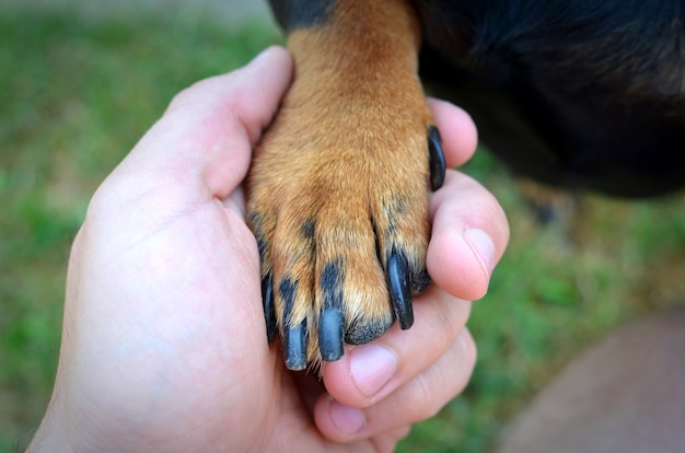Free Photo | Human's hand and dog's handshake