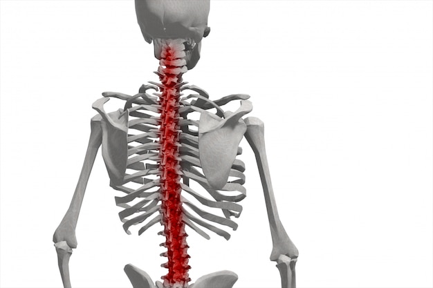 人間の骨格 背骨のイラスト 分離した背中の痛み プレミアム写真