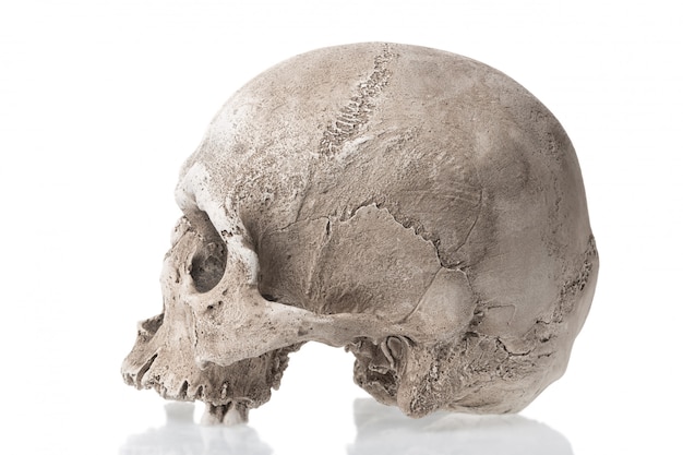 反射で分離された人間の頭蓋骨 側面図 プレミアム写真