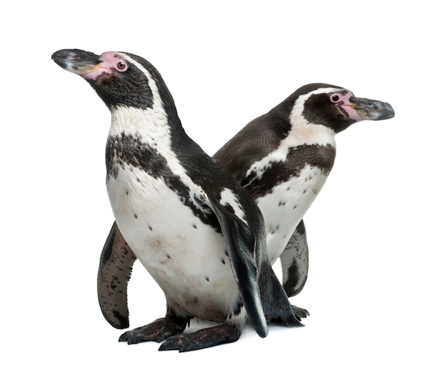 Premium Photo Humboldt Penguins Spheniscus Humboldti Standing