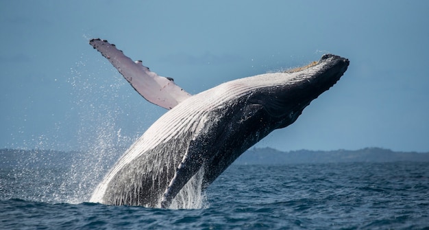 ザトウクジラが水から飛び出します 美しいジャンプ マダガスカル セントメリーズアイランド プレミアム写真