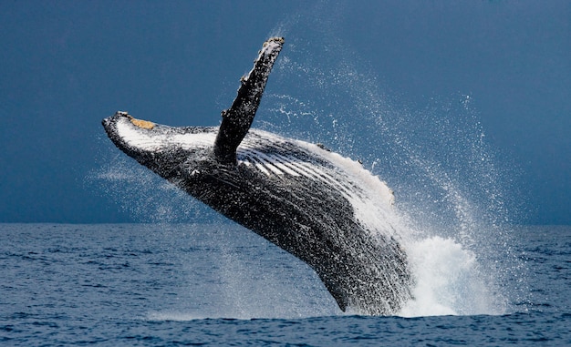 ザトウクジラが水から飛び出します 美しいジャンプ マダガスカル セントメリーズアイランド プレミアム写真