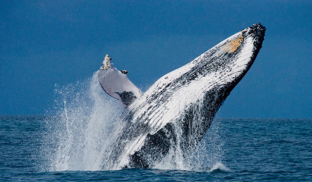 Premium Photo | Humpback whale jumps out of the water. beautiful jump ...