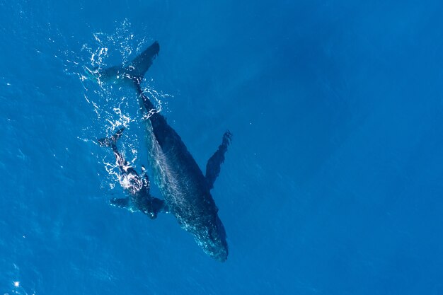 Free Photo | Humpback whales photographed from above with aerial drone