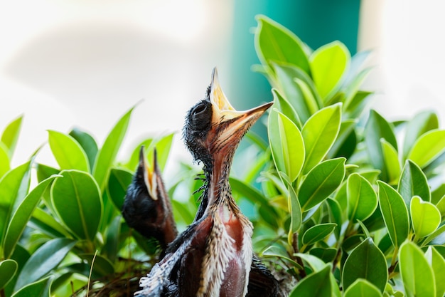 飢えた赤ちゃんの鳥が母の鳥が来て餌を食べたいと望む巣の中で プレミアム写真