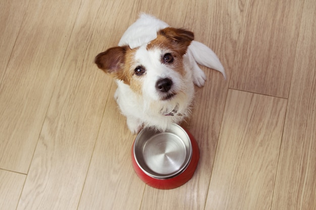 Hungry dog food with a red empty bowl. high angle view. Premium Photo