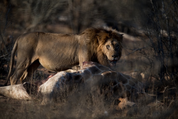背景をぼかした写真で死んだキリンと空腹の雄ライオン 無料の写真