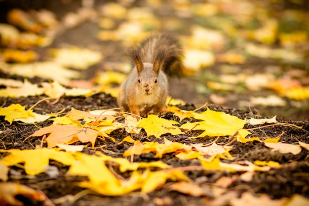 秋のシーンで栗を食べる空腹のリス リス 落ち葉で黄色の公園の秋の肖像画 プレミアム写真