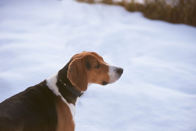 雪の上のハンター犬 無料の写真