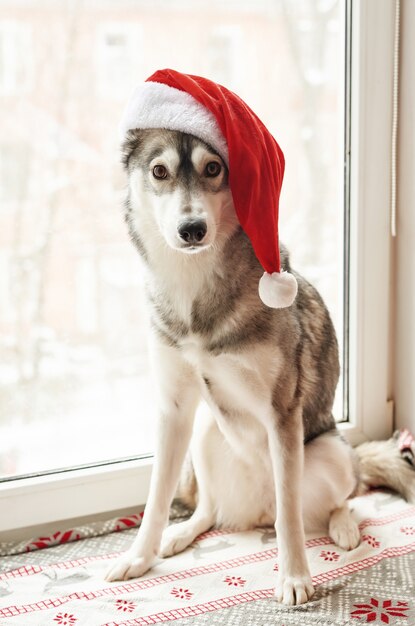 サンタ帽子のハスキー犬 赤いクリスマスサンタクロースの帽子をかぶってかわいいシベリアンハスキー犬の肖像画 クリスマスハスキー 犬 はがきとカレンダーのテンプレート かわいい 面白い 幸せな犬のクローズアップの肖像画 プレミアム写真