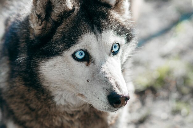 1つの印象的な青い目で離れているハスキー犬 プレミアム写真