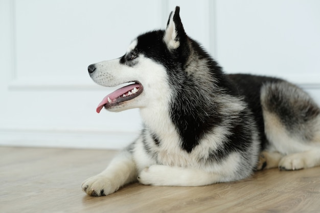 横になっているハスキー犬 無料の写真