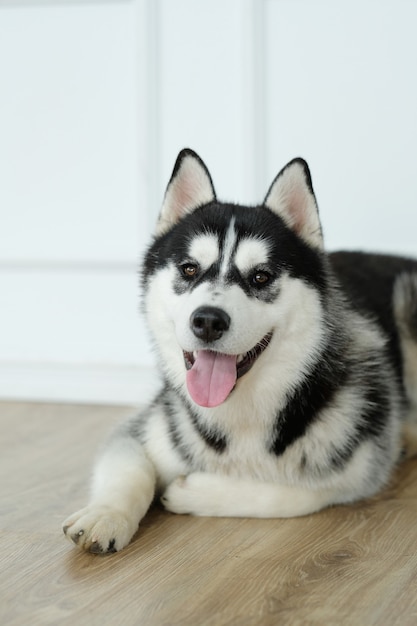 Husky dog lying down | Free Photo