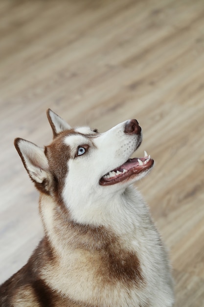 ハスキー犬の肖像画 無料の写真