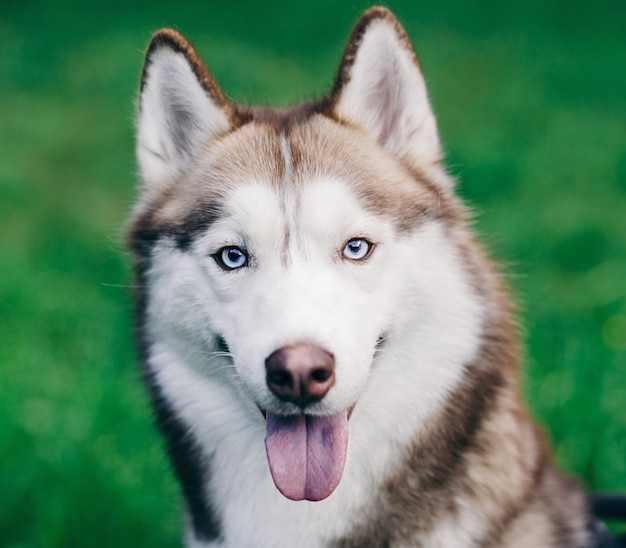 Premium Photo | Husky dog portrait