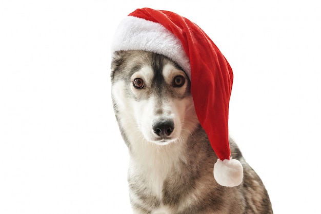 dog in christmas hat