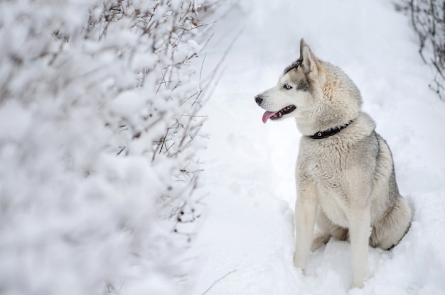 雪の中で座っているハスキー犬 プレミアム写真