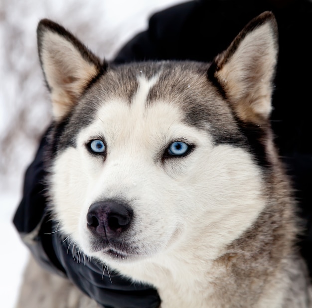 Premium Photo | Husky dog