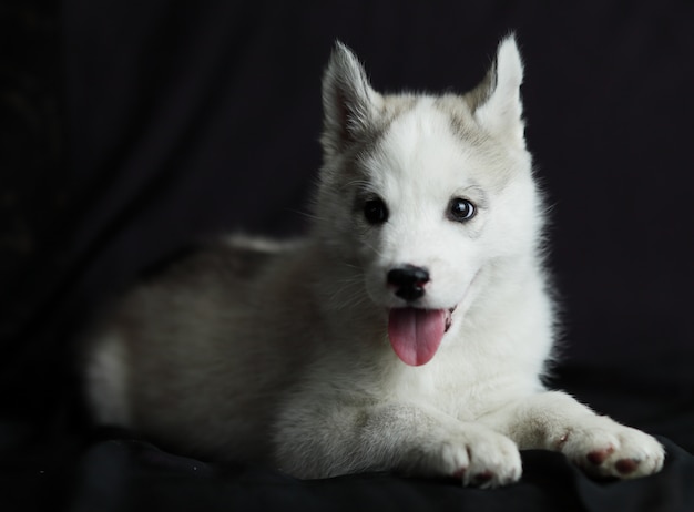 Premium Photo | Husky puppy with big eyes lies on a black space. best ...