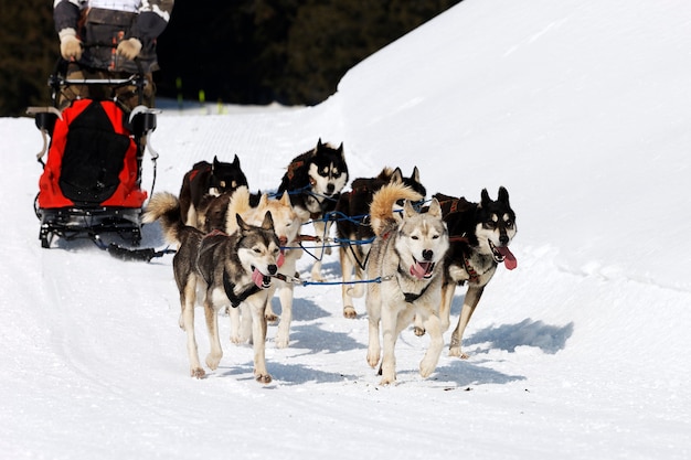 Premium Photo | Husky race in alpine mountain in winter