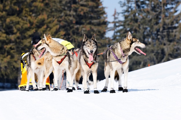 Premium Photo | Husky race in alpine mountain in winter