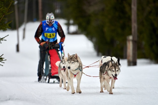 冬のハスキー犬ぞりレース プレミアム写真