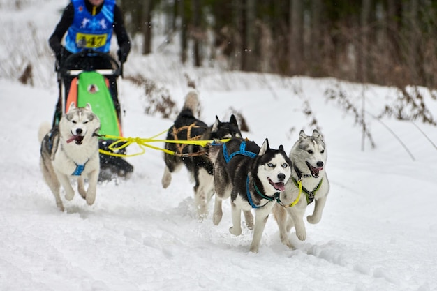 ハスキー犬ぞりレース 冬の犬のスポーツそりチームの競争 シベリアンハスキー犬がそりをマッシャーで引っ張る プレミアム写真