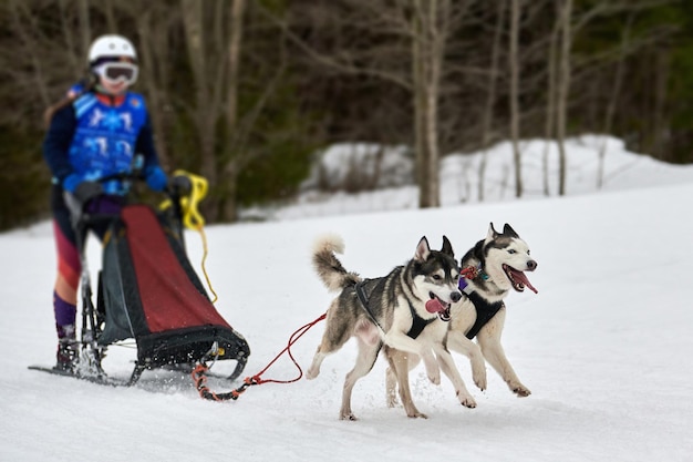 ハスキー犬ぞりレース 冬の犬のスポーツそりチームの競争 シベリアンハスキー犬がそりをマッシャーで引っ張る プレミアム写真