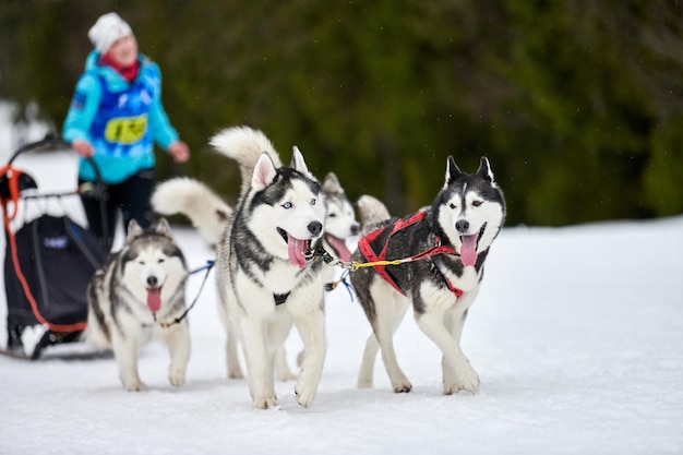 husky pulling cart