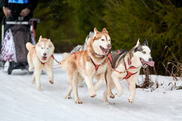 ハスキーそり犬レース プレミアム写真