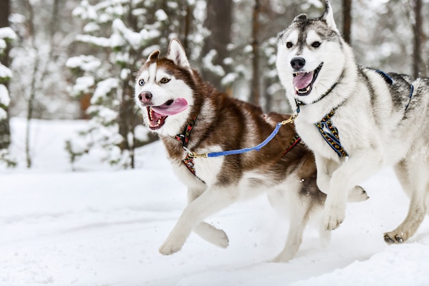 走っているハスキーそり犬 プレミアム写真