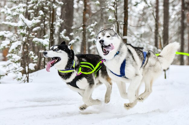 スキーで犬そり旅行者を引くハスキーそり犬 プレミアム写真