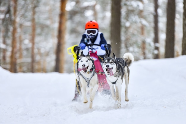 そりに犬ぞり旅行者を引っ張るハスキーそり犬 プレミアム写真