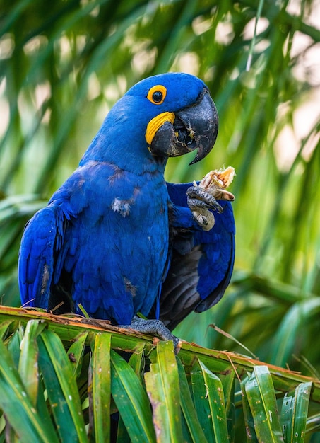 スミレコンゴウインコはヤシの木に座ってナッツを食べています プレミアム写真