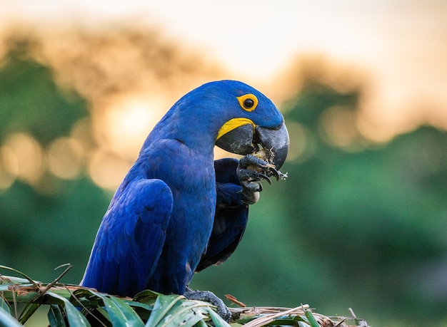 スミレコンゴウインコはヤシの木に座ってナッツを食べる プレミアム写真