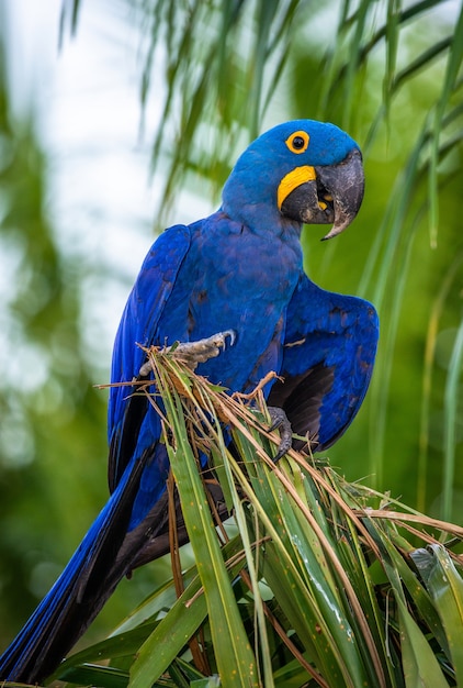 スミレコンゴウインコはヤシの木に座っています プレミアム写真