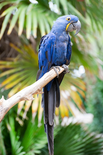 Premium Photo | Hyacinth macaw perching