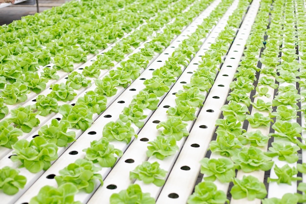 Premium Photo | Hydroponic of lettuce farm growing in greenhouse.