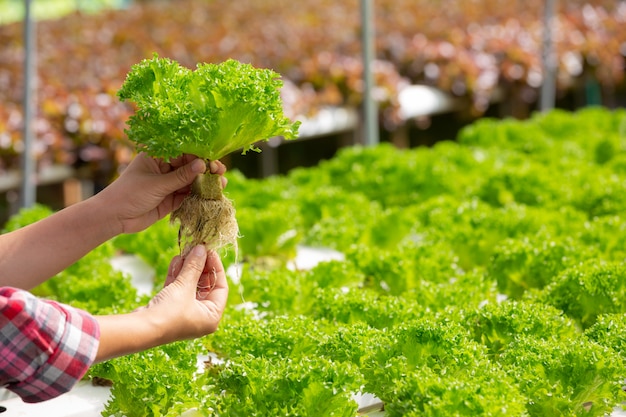 Hydroponics system, planting vegetables and herbs without using soil for health Free Photo