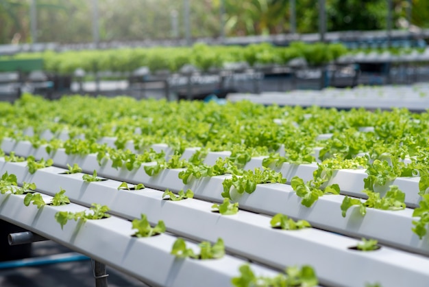 Premium Photo | Hydroponics vegetable farm.