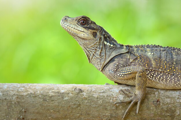 Premium Photo | Hydrosaurus weberi on tree