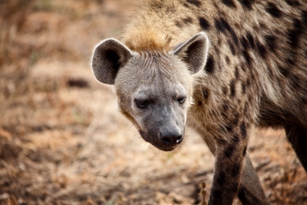 Premium Photo | Hyena portrait